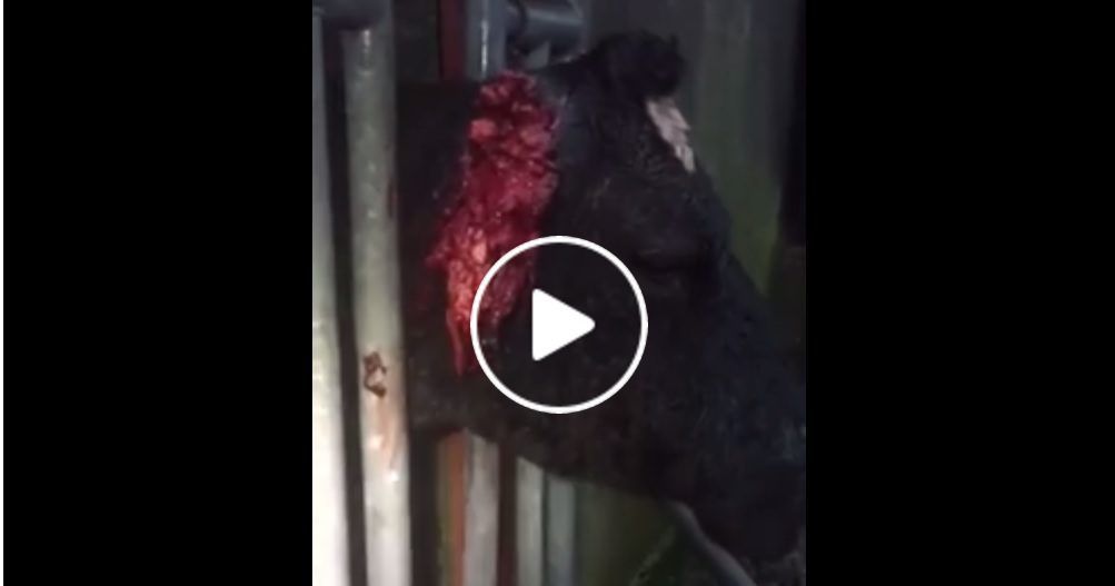 Video: Graphic video shows cows with their ears torn off by dogs