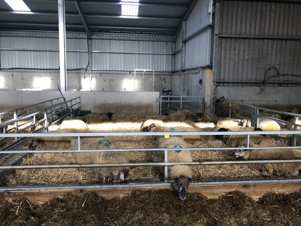 Twin lamb disease: What can I do to avoid this occurring?