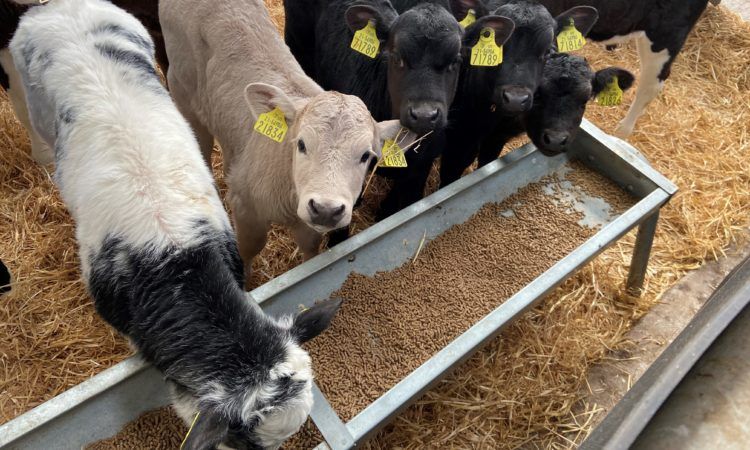 Dairy Beef Index: What do calf-to-beef farmers need to know?