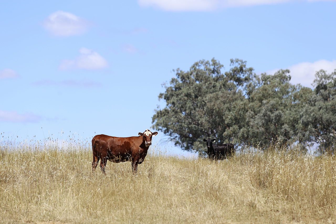 Beef industry in Australia to break records in 2025 - report