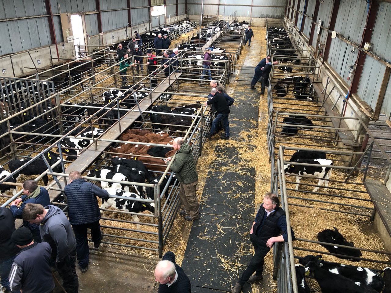 1.1 million Irish calves born in first 11 weeks of 2023