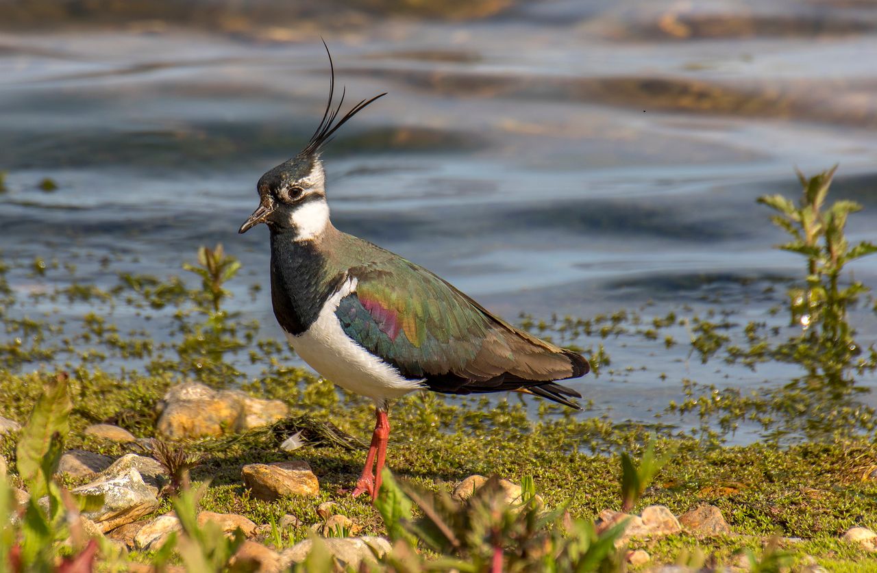 NI farmers urged to take part in Big Farmland Bird Count