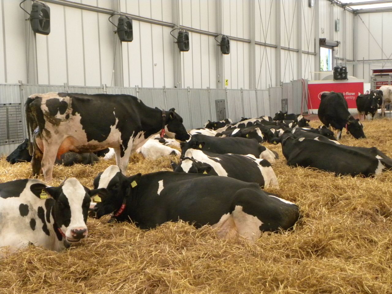 Managing 400 cows is easy, managing staff is the difficult part