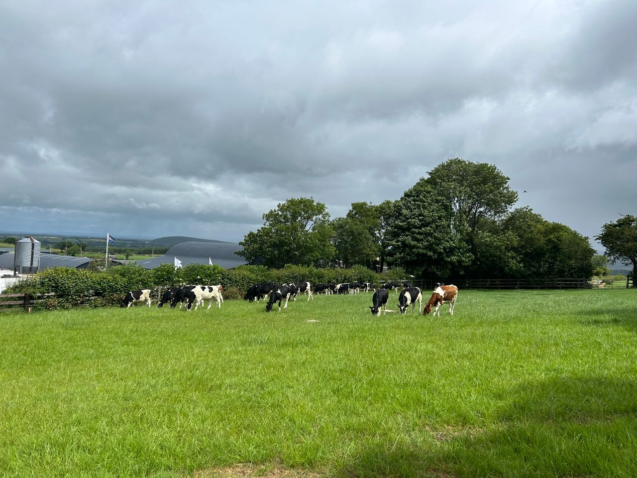 Dairy focus: Simple cow nutrition works on Kilkenny farm