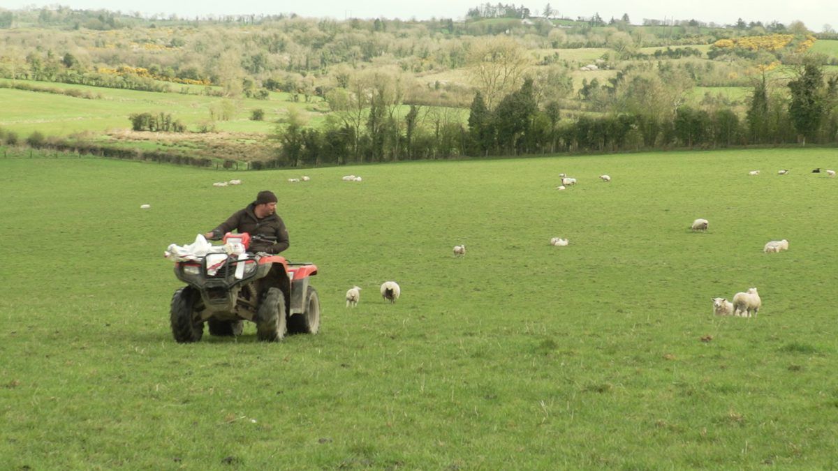 Now is the time to act on liver fluke in sheep