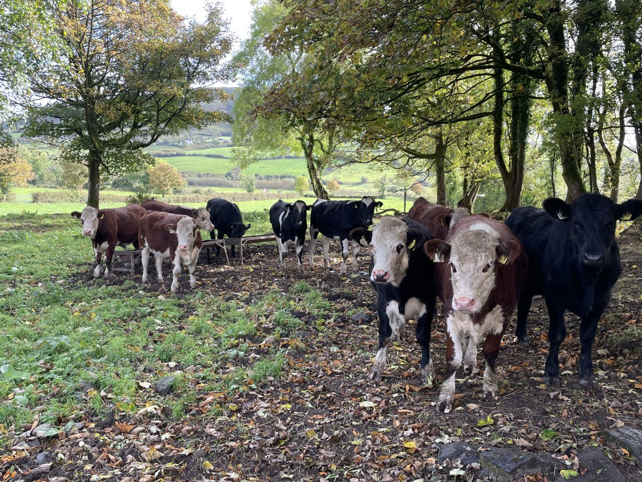 Factory quotes: Beef trade more positive than steady