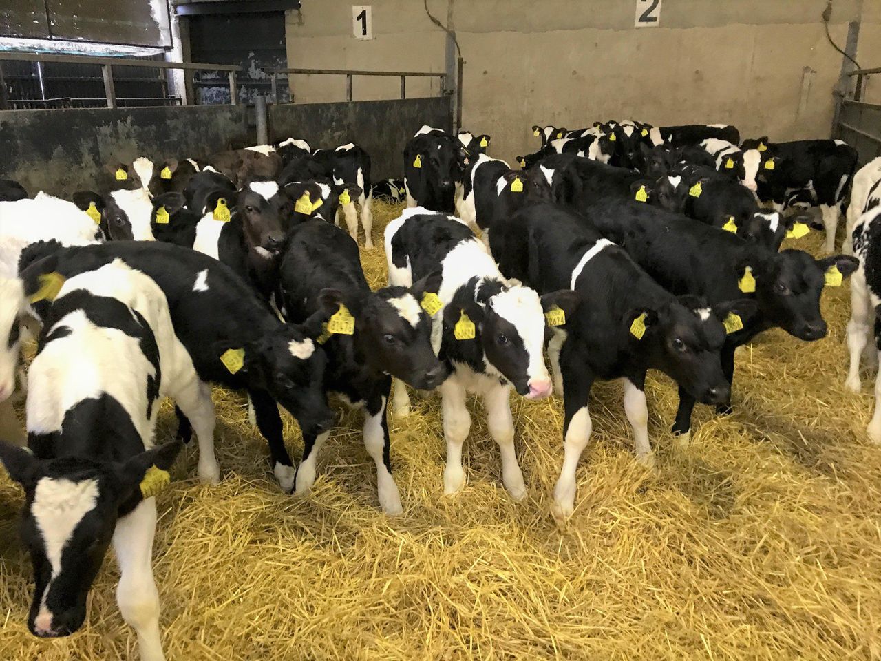 'Cherbourg may require Irish investment for calf exports'