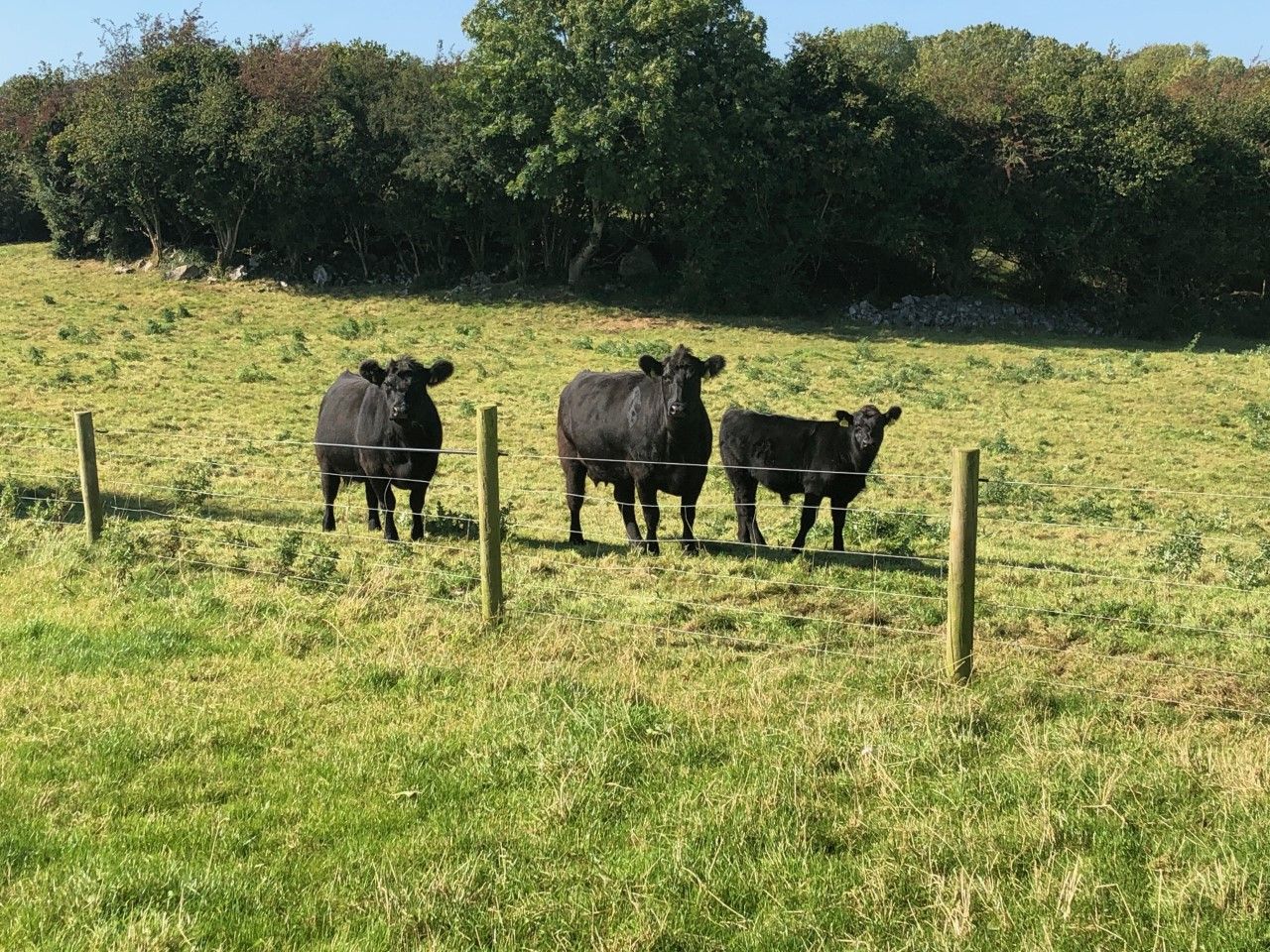 AAA scheme won't be in place in 2020 - Irish Angus producers