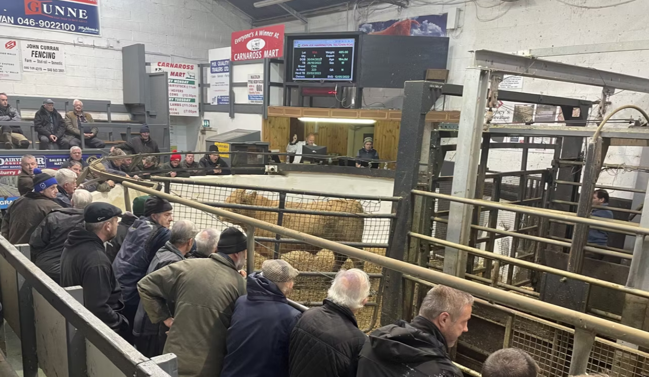 Winter beef finishers commence buying cattle for 2026/2027 season
