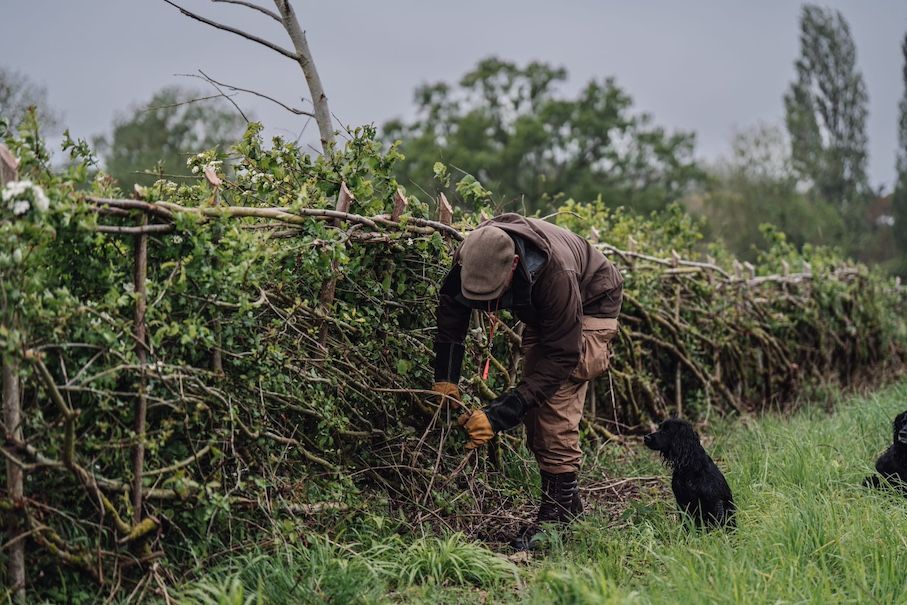 HedgeRow Fest 2025 to celebrate hedges as vital habitats