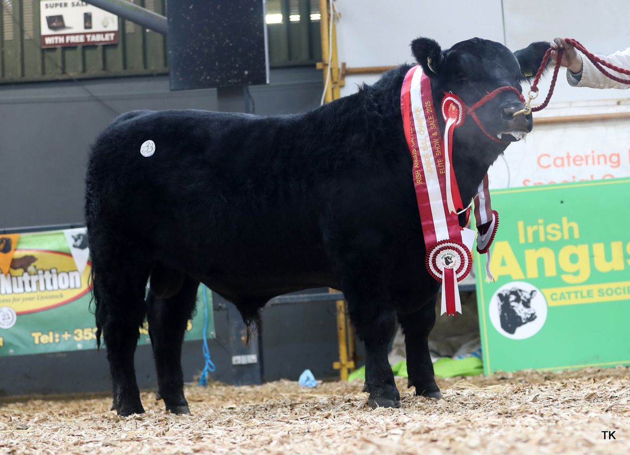 Top price of €9,200 paid at 'Elite Angus' sale