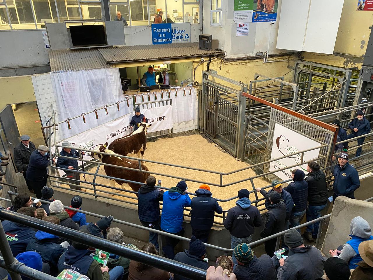 Video: Cork breeder pays €22k for Kerry-bred Hereford heifer