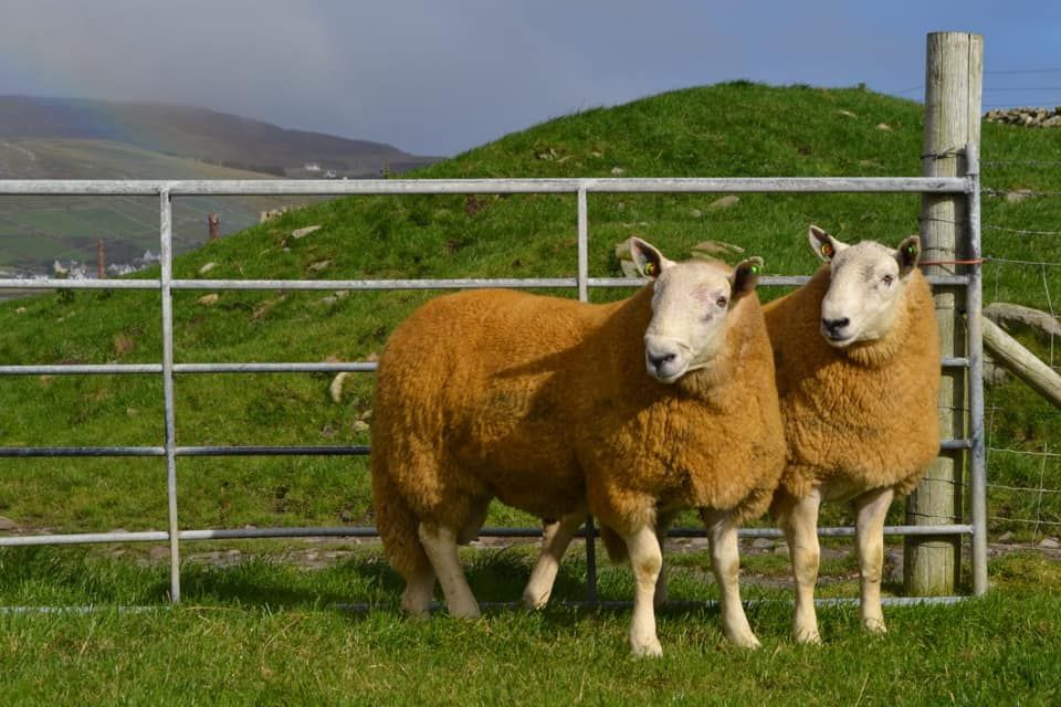 Donegal Wicklow Cheviot Breeders' Group sale set for Stranorlar this week