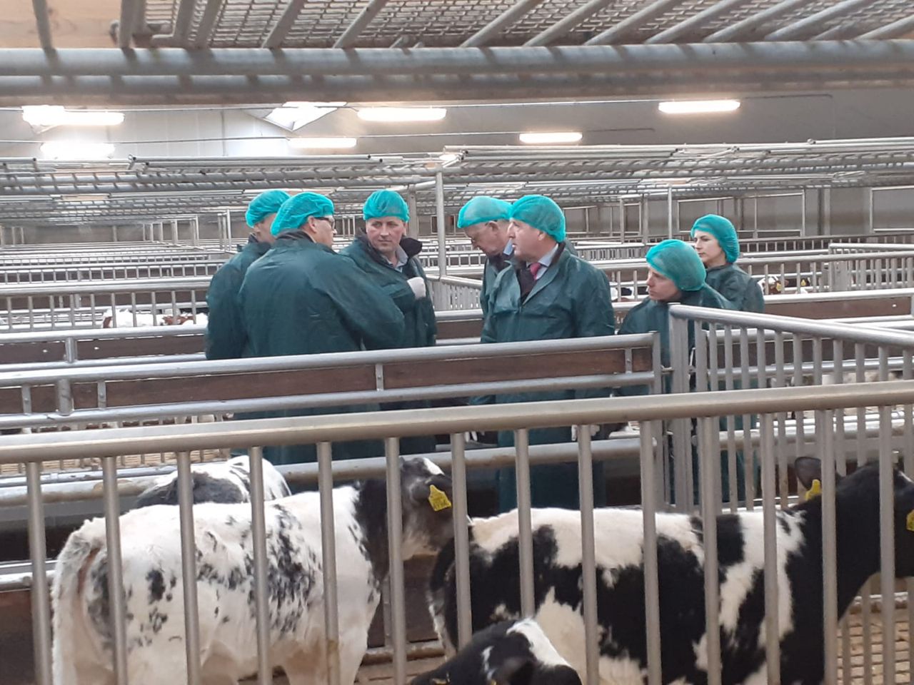 Creed visits Dutch calf farm to promote Irish calf exports