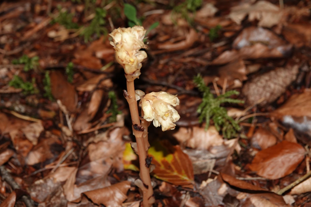 Killarney National Park rangers discover plant last seen in 1896