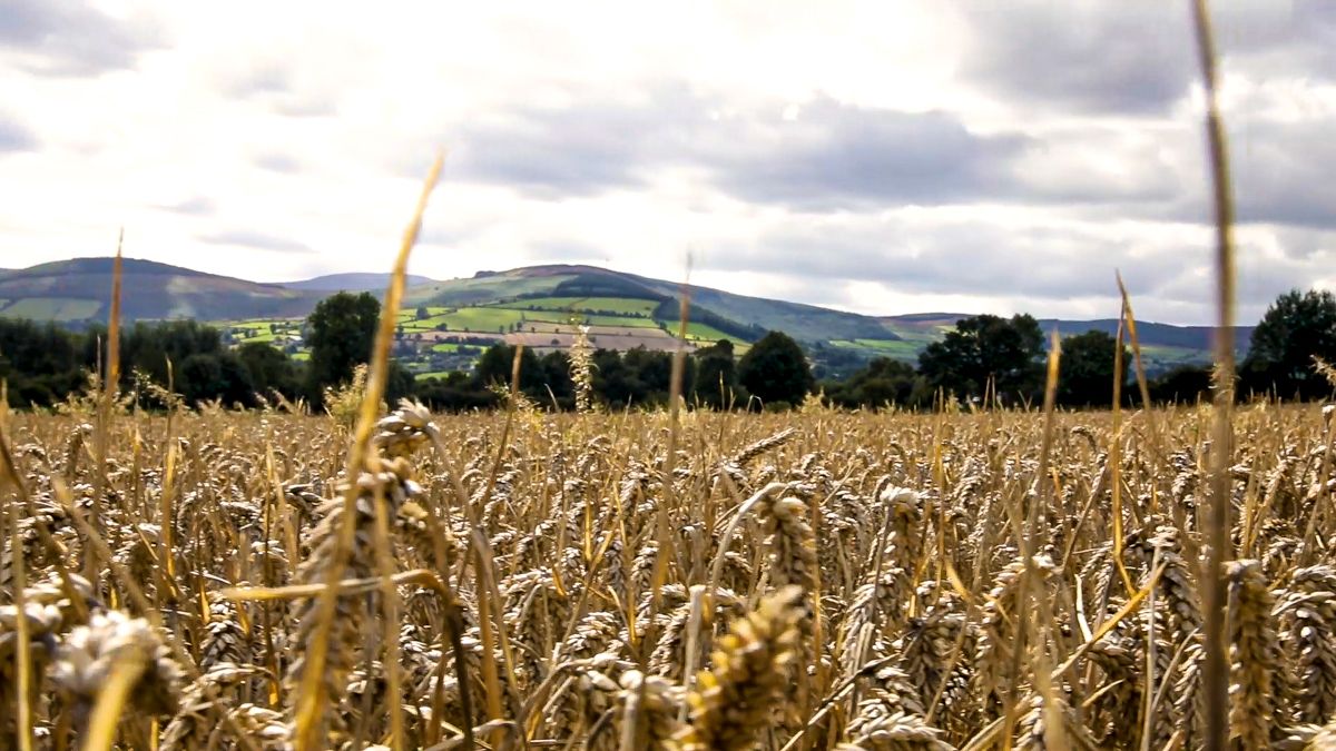 Global wheat prices up 41% with consumption hitting 'all-time high'
