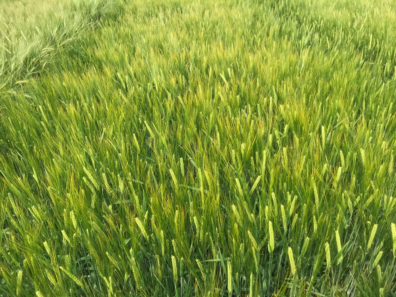 Promising spring barley varieties on the way