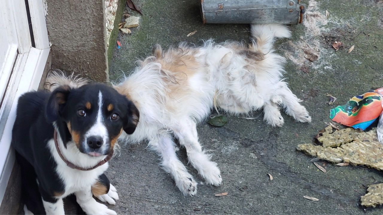 Couple who neglected dogs jailed, banned from keeping animals