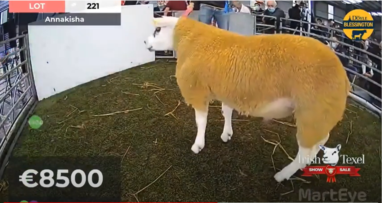 Watch as Texel ram lamb sells for €10,000 at Blessington