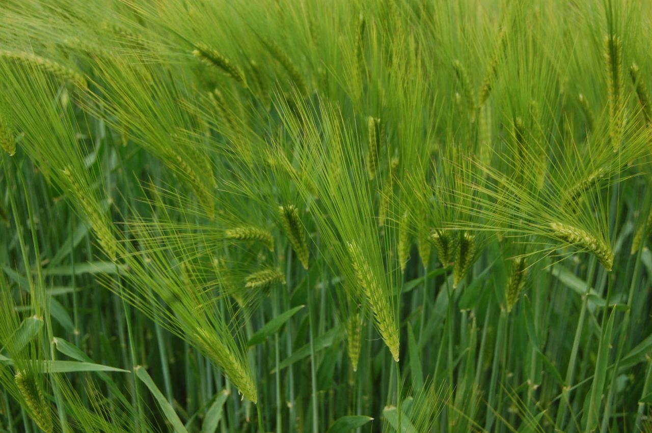 Scope exists to expand Irish tillage sector