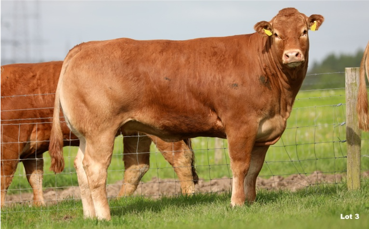 Baileys Limousins sale sees top call of €13,500 for heifer