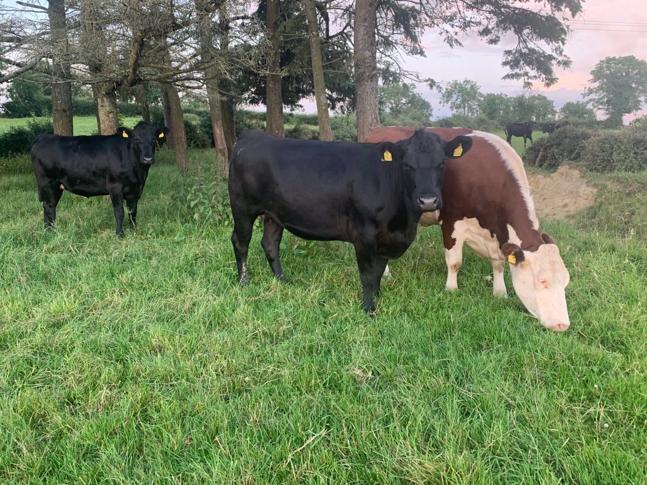 Factory quotes: Cattle price falls despite tight supplies