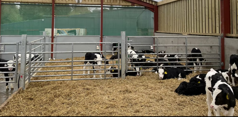 Explainer: What is a 'Controlled Calf Rearing Unit' or 'CCRU'?