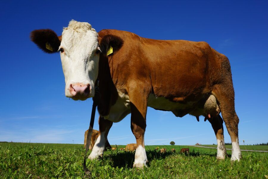 Dairy Women Ireland conference taking place in Co. Kildare