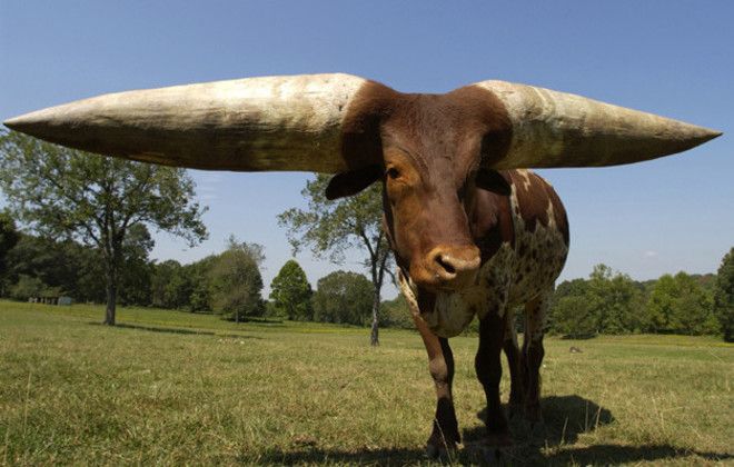Shortest bull in the world lives in Co. Antrim Guinness Records show