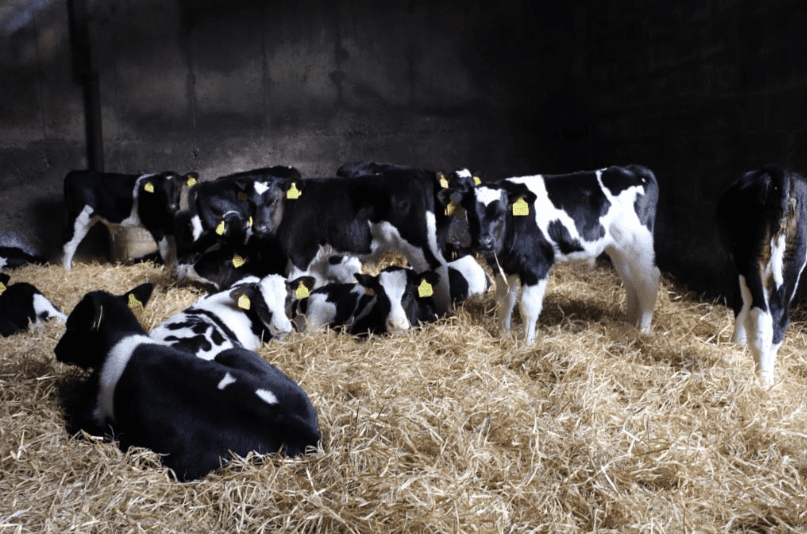 Beef Plan to protest 'Government inaction' on exports