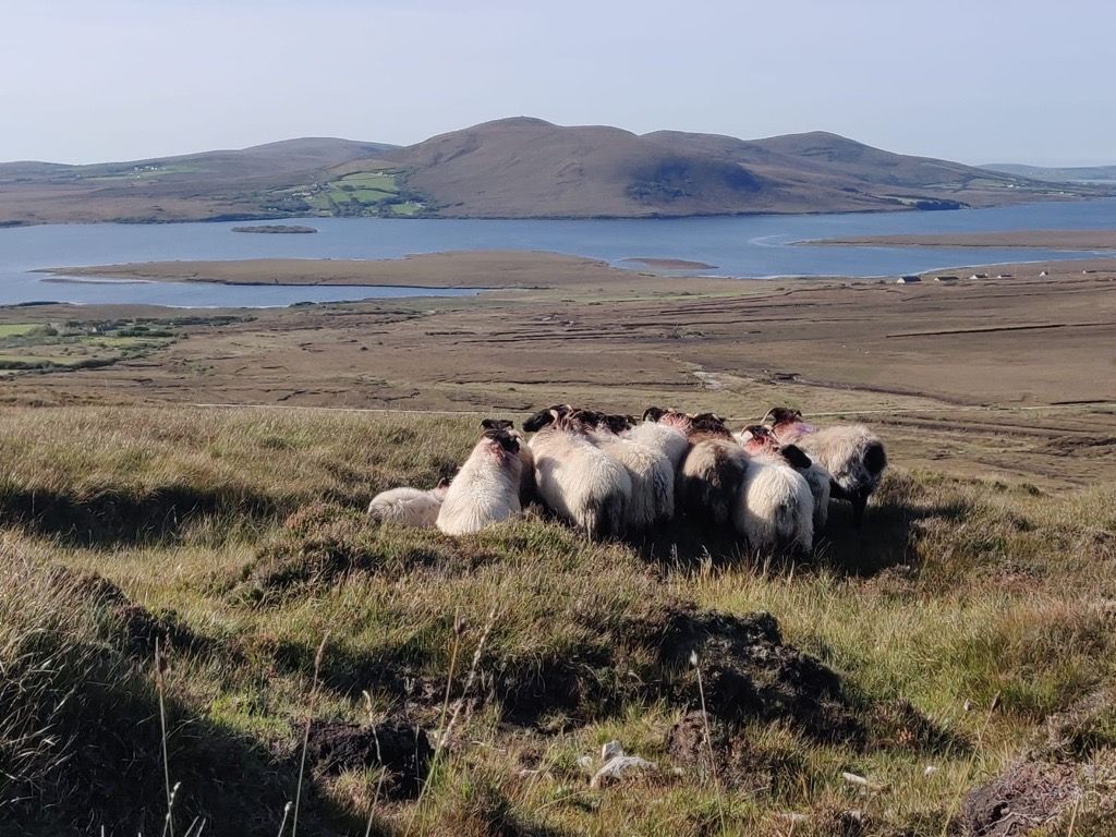 Ballinrobe Mart to host Mayo Blackface sheep sale