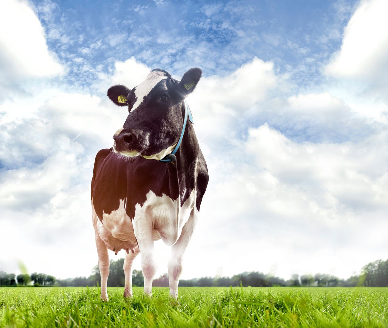 Waikato and Nedap team up to launch new dairy tech