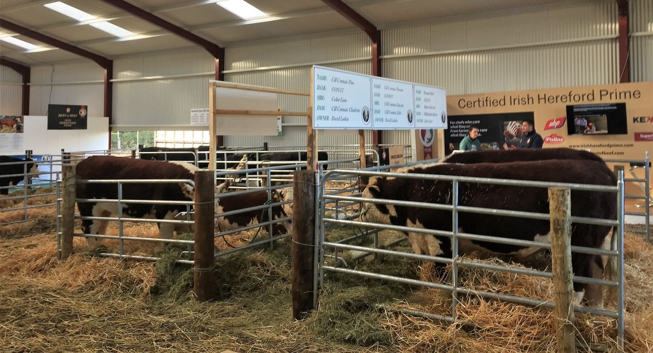 Cattle exhibitors brave it out for Friday's 'Ploughing 2018'