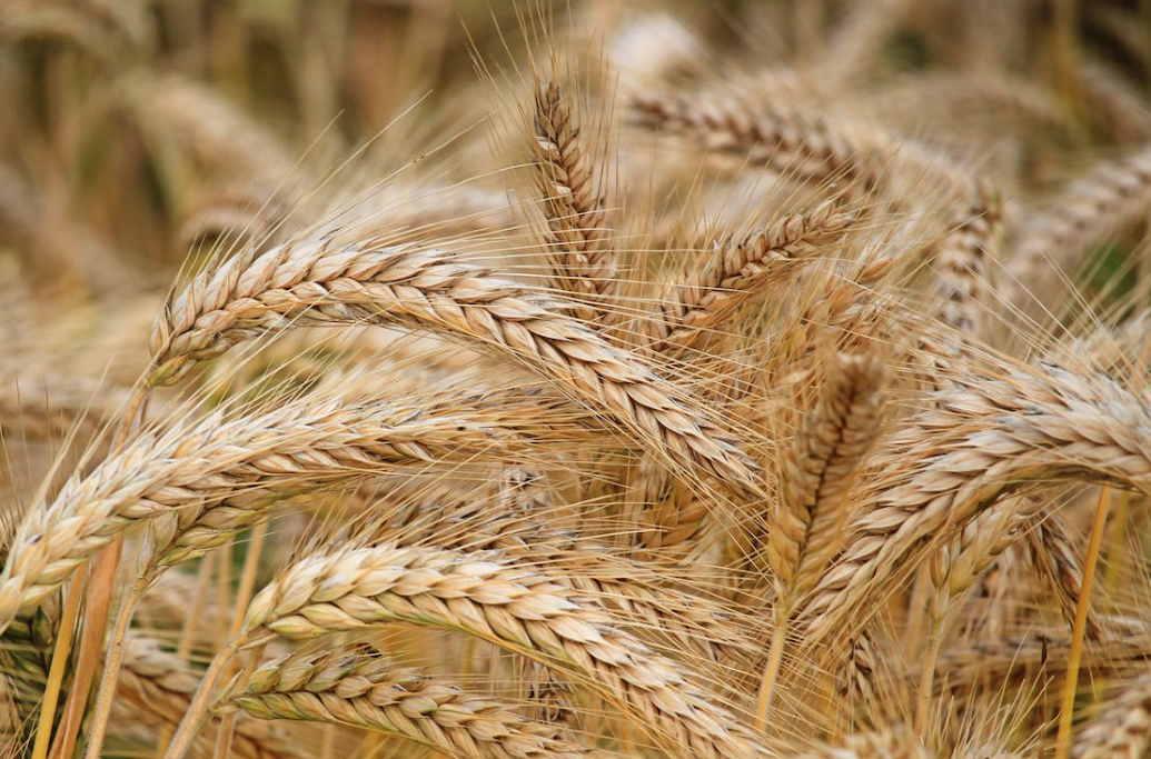 Higher UK wheat imports predicted in 2023/2024