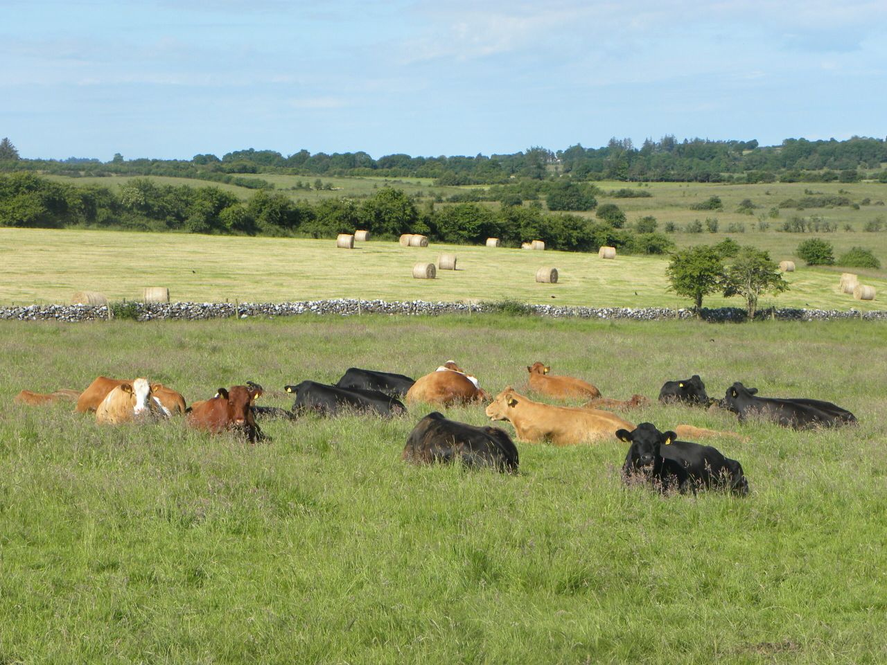Organic farming has to be part of beef debate