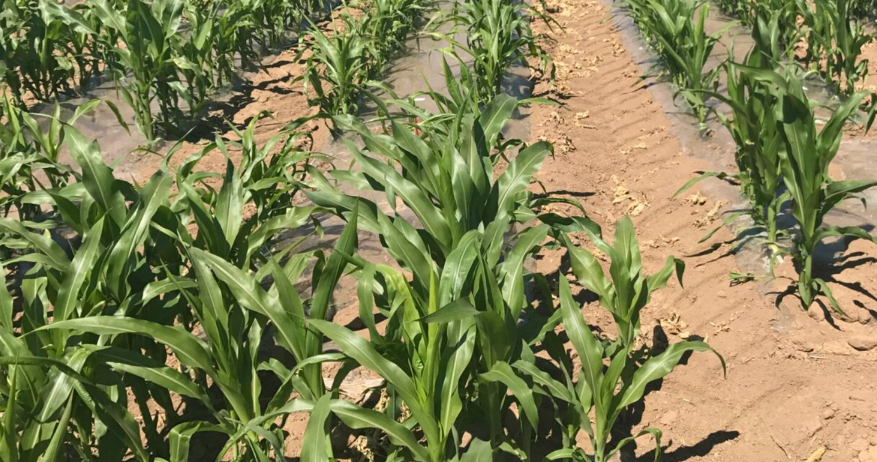Late spring cropping choices for tillage farmers