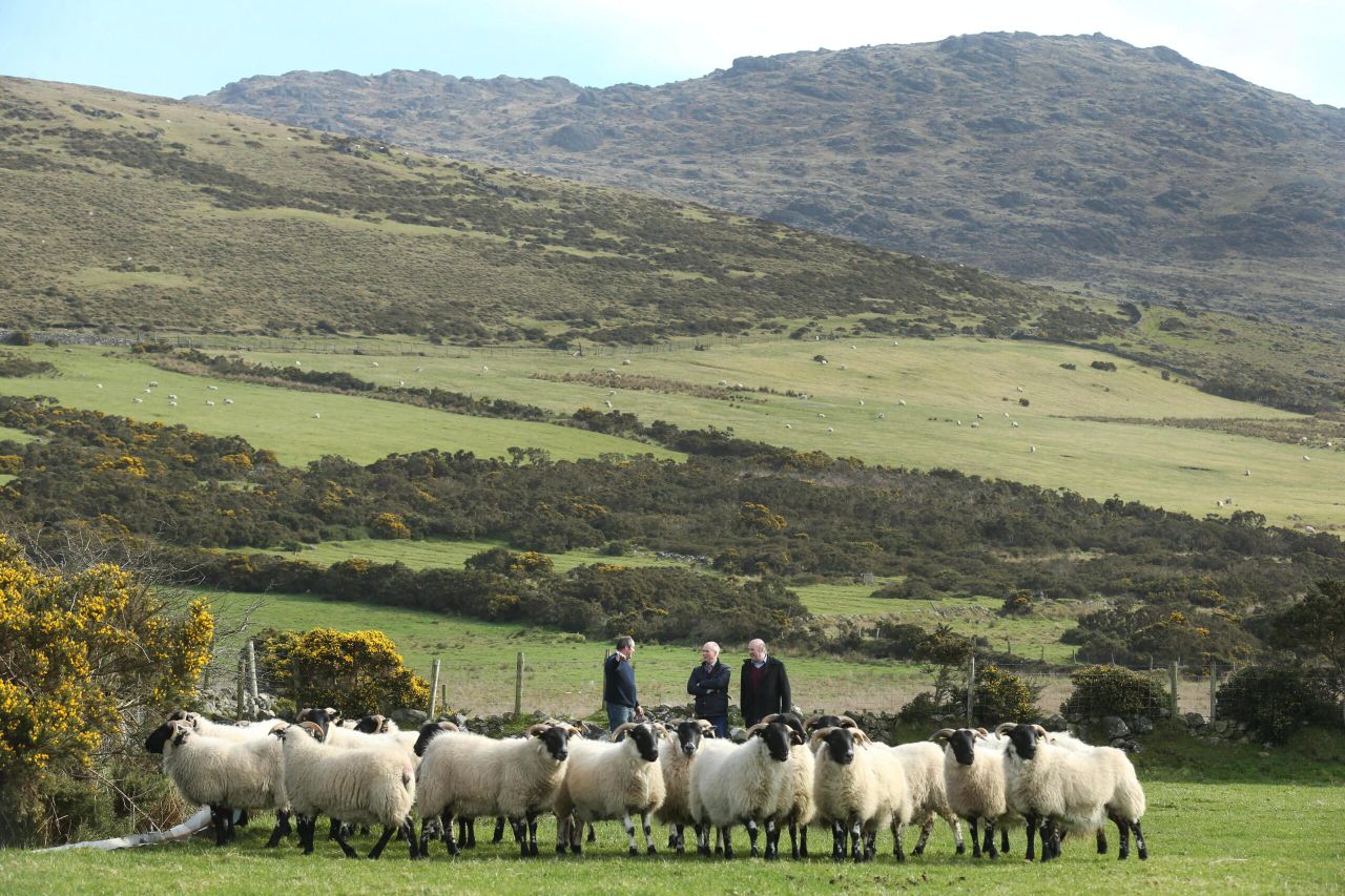 3,000-4,000 sheep affected by dog attacks in Ireland each year