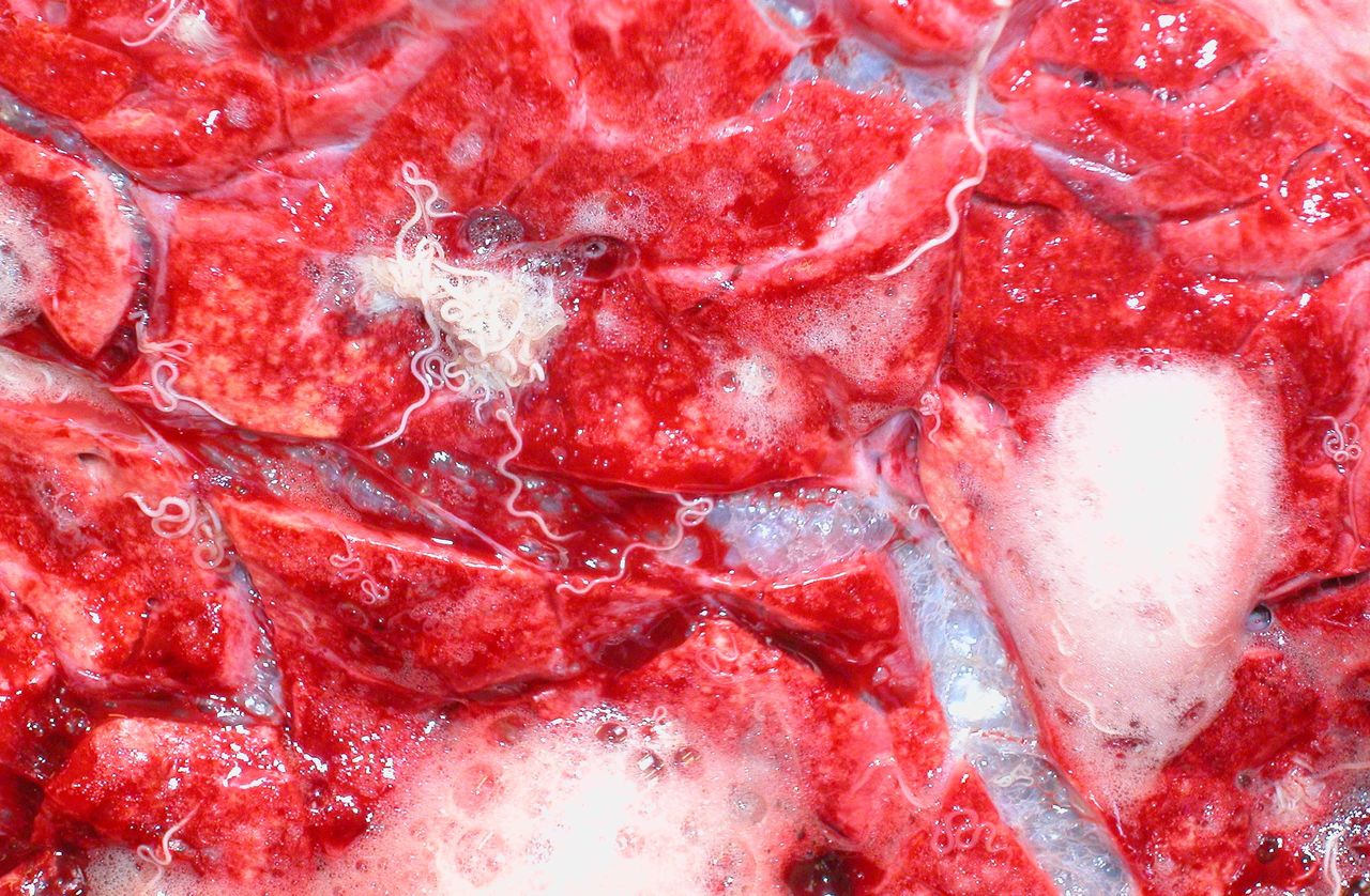 Warning as fatal cases of 'hoose' discovered in cattle