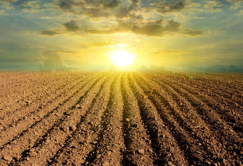 Agri-food systems need a 'radical overhaul' to provide healthy diets