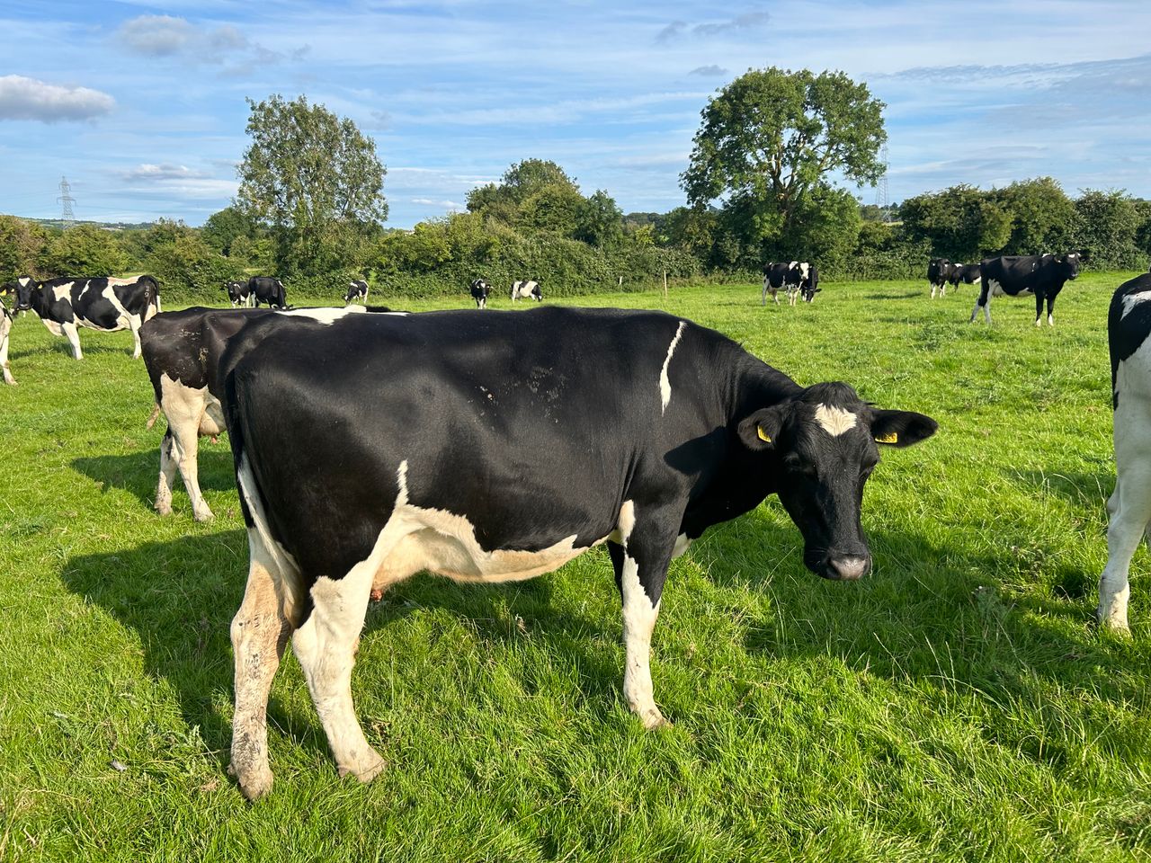 Lameness education needed and mobility index should be a KPI