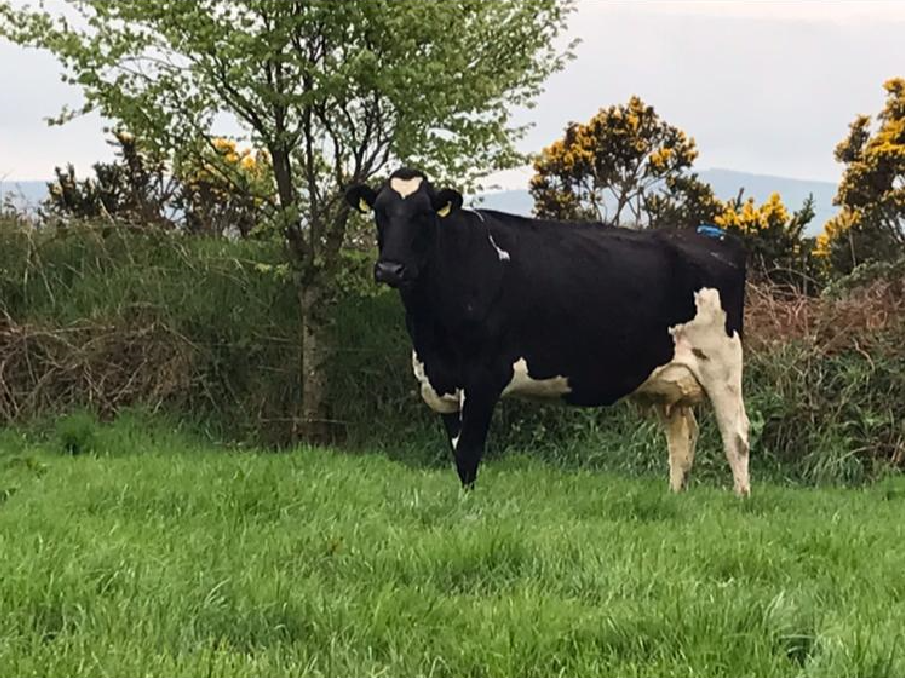 Carnew Mart to host dairy production sale with a twist