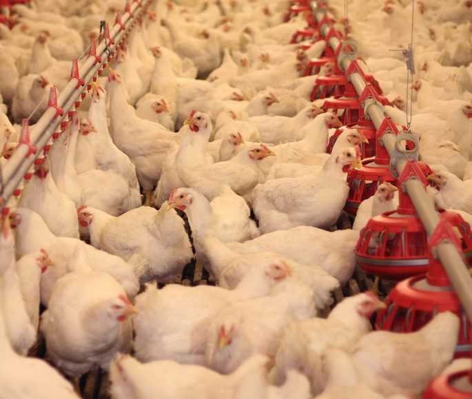 We're eating more poultry than ever before, new figures show