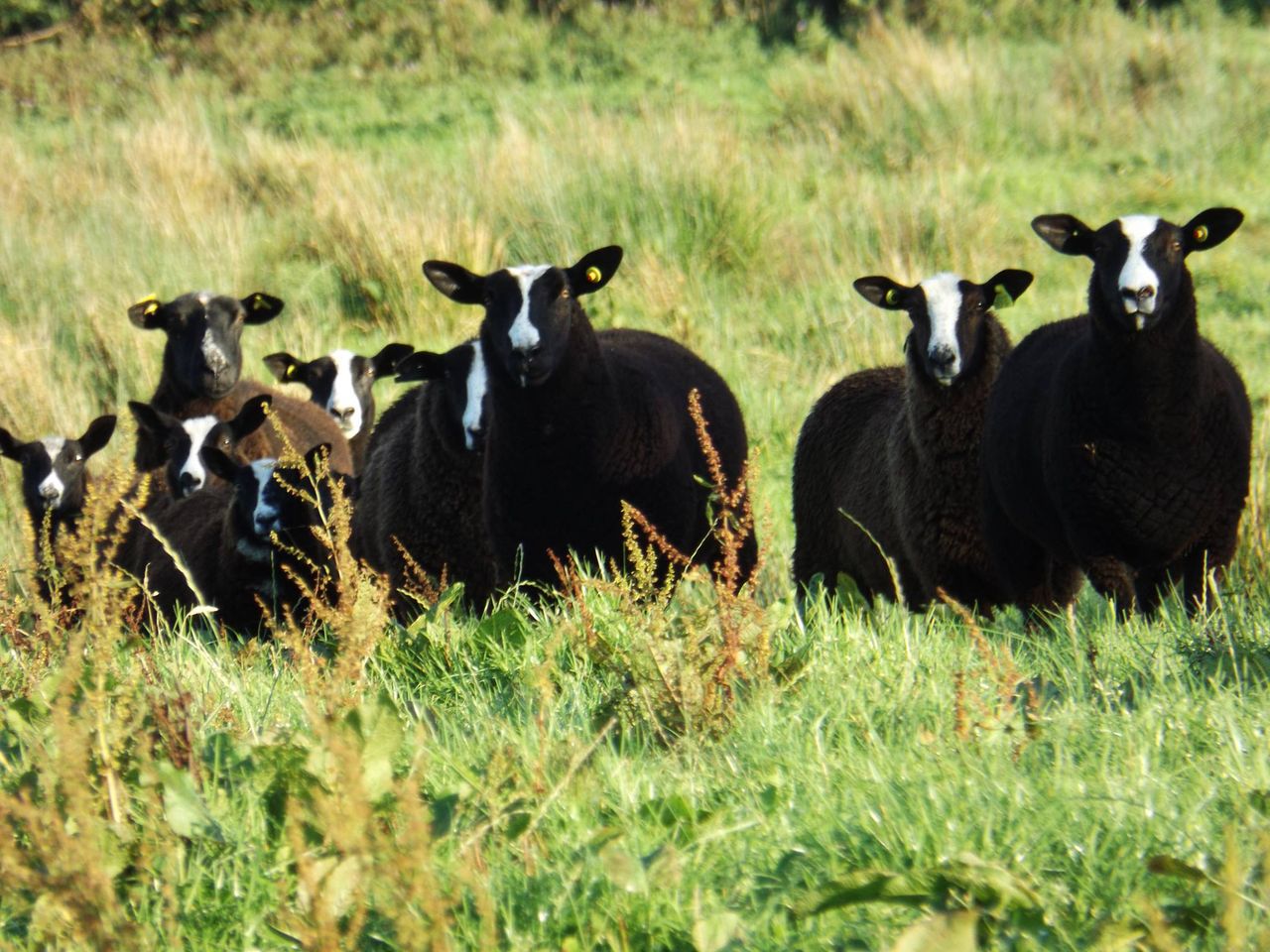 Pedigree Zwartbles breeders given green light to establish national society