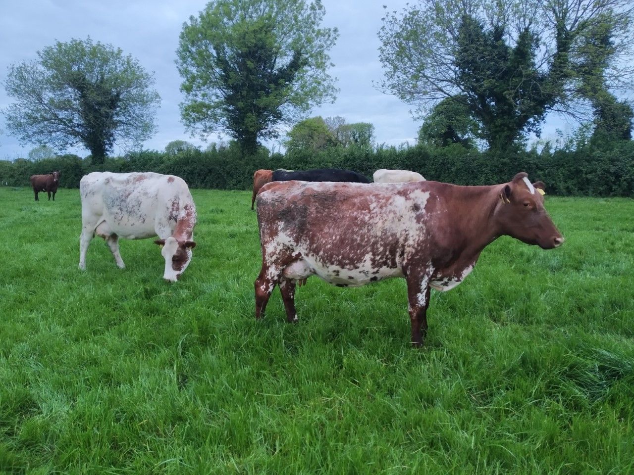 Dairy Focus: Milking 56 crossbred Shorthorn cows in Co. Offaly