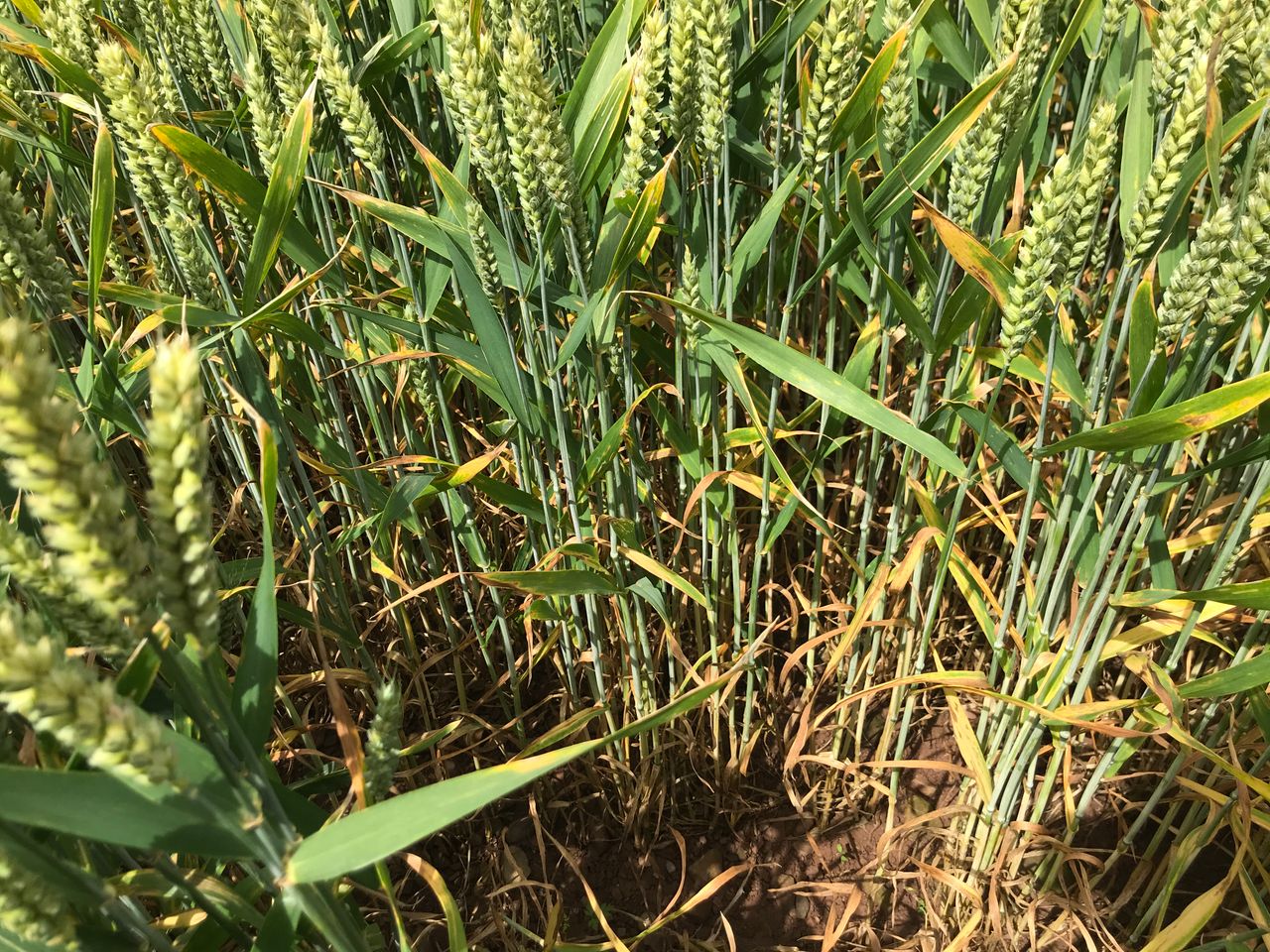 Bayer planning to launch bioinsecticide for arable crops