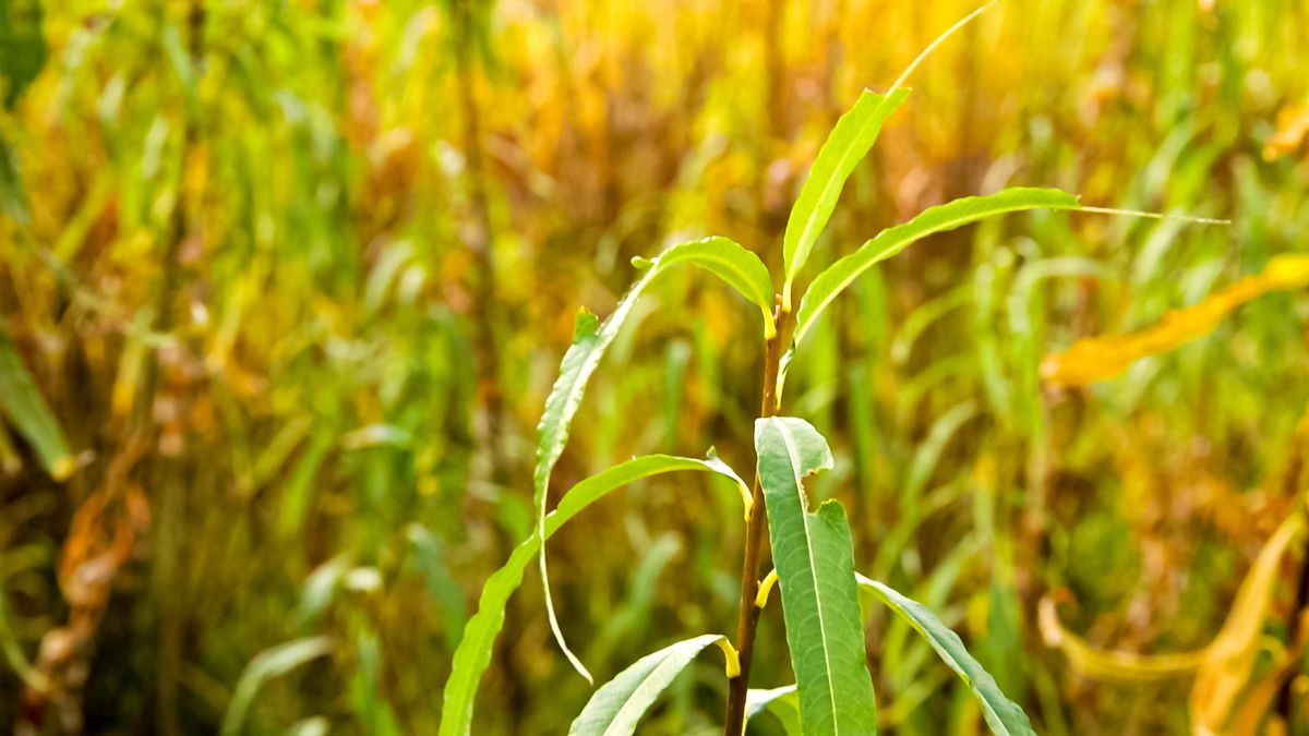 Agri-industry is 'strong platform for indigenous biomethane production'