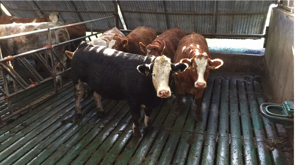 Winter beef: Making the call on a shed finish or back to grass