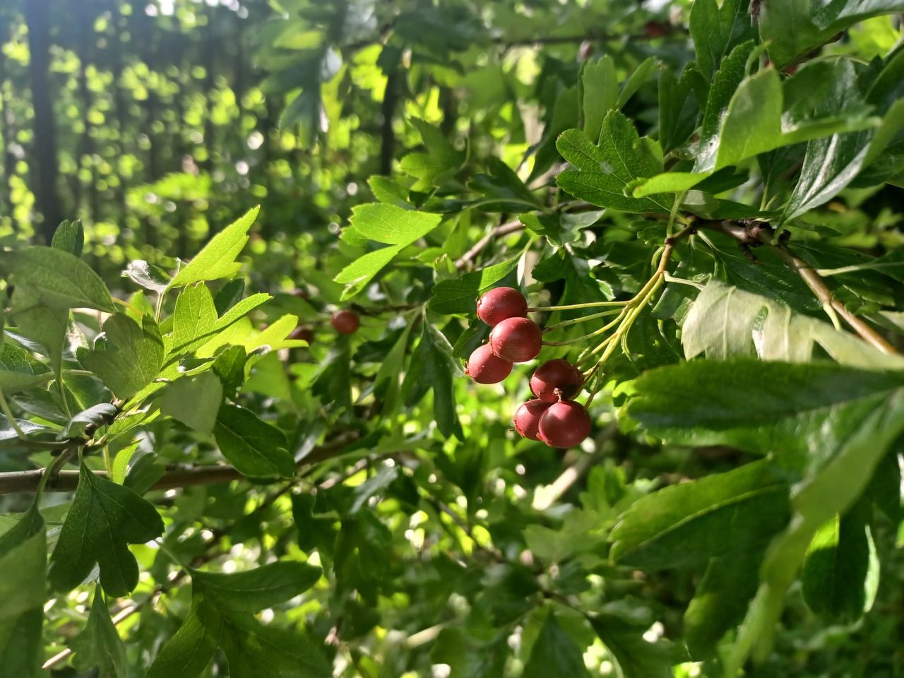 Applications open for Hedgerows Ireland photo competition