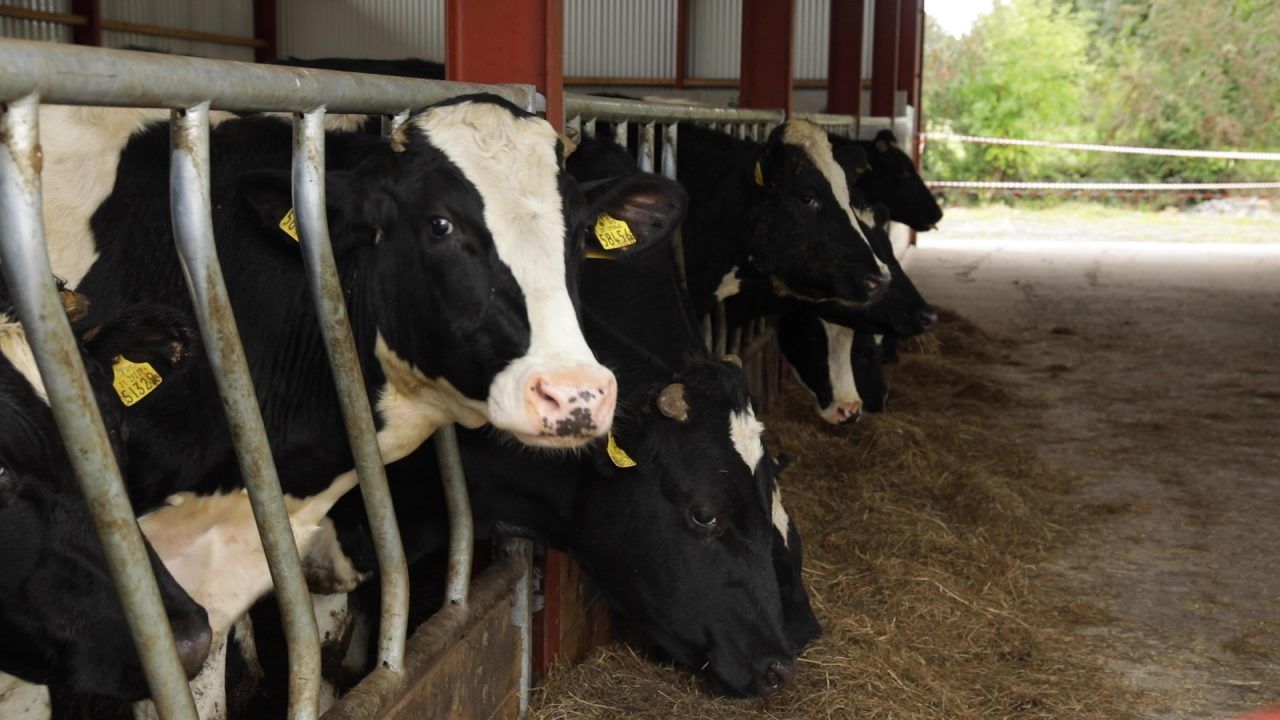 Cork-based cattle exporter seeking 2,000 Friesian bulls