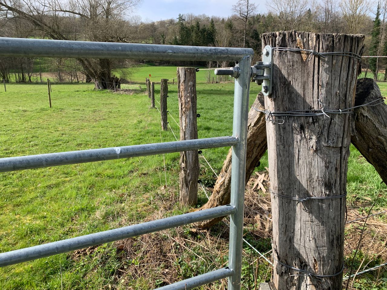 Graphic: Kerry farmer 'will get out of sheep' after 'horrific' dog attack